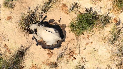 Dead African elephants