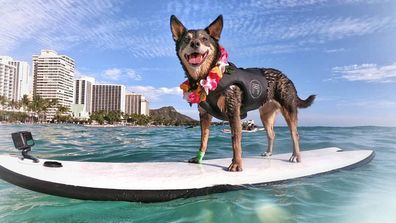 Abbie Girl, the dog with the world record for longest wave surfed. 