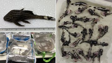 Pair hit with hefty fine after smuggling 240 live fish into Melbourne Airport 