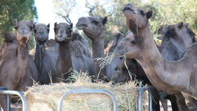 Good Earth Dairy camels