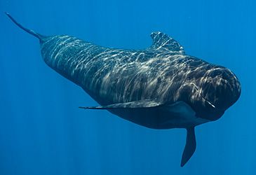 What length do male long-finned pilot whales grow to?