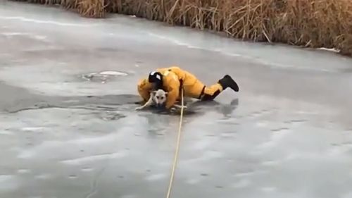 Quick action by a fire crew saved the dog's life.