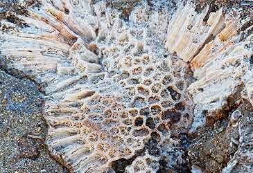 What substance do corals secrete to produce their skeleton?