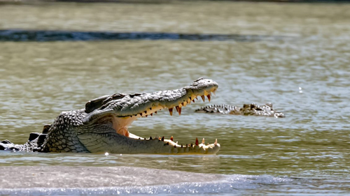 Duffy said crocodiles are at the pinnacle of predatory evolution. 