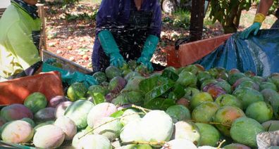 Mango washing station at harvest