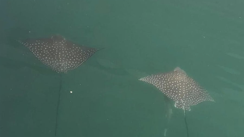 A rare sighting of Eagle rays in the usually busy Dubai Marina. There has been a spate of unusual marine wildlife sightings in Emirati waters while human activity has been curtailed by the coronavirus outbreak.