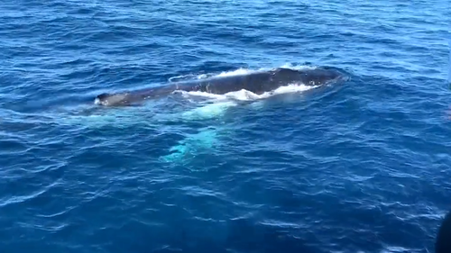 The Government announcement which has scientists concerned about our whales 