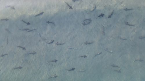 As Mr Fairchild's drone zoomed in you can spot the sharks' distinct markings.