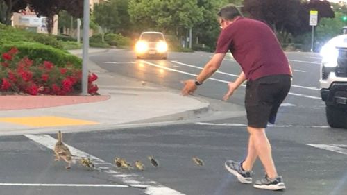 Twelve-year-old Will﻿iam Wimsatt told local news outlet KCRA3 the man was shooing the ducks and "everyone was clapping because he was being really nice".