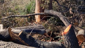 Large mature trees, some over 80 years old, have been mutilated, poisoned and hacked to pieces