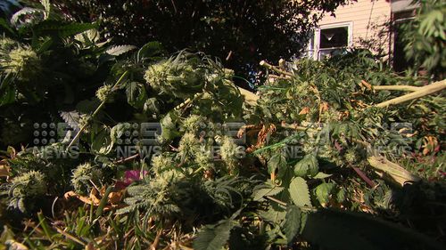 Cannabis hydroponic set up found in Greenacre home.