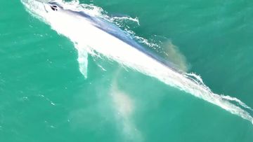Central Coast locals have sighted a blue whale, an experience so rare experts say only six others have been seen off the east coast of Australia in a century.