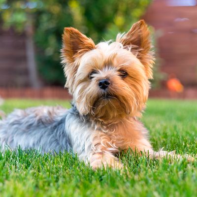 10. The Yorkshire Terrier 