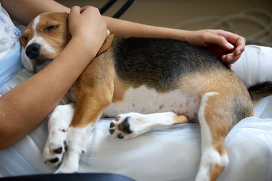 Girl is holding a Beagle puppy in her arms. 