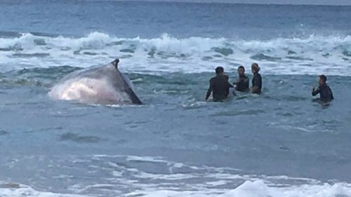 The 8m long humpback whale is stranded on Sawtell beach. (NSW Environment and Heritage)