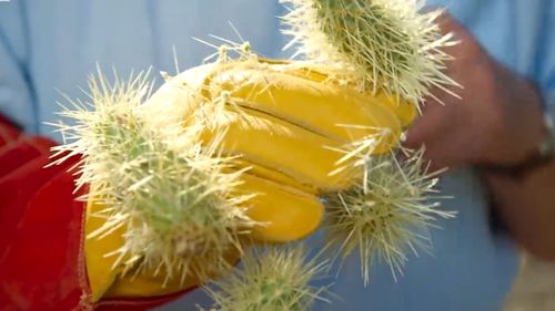 The cactus is called a teddy bear cholla because of the thick coating of spines which cover it.