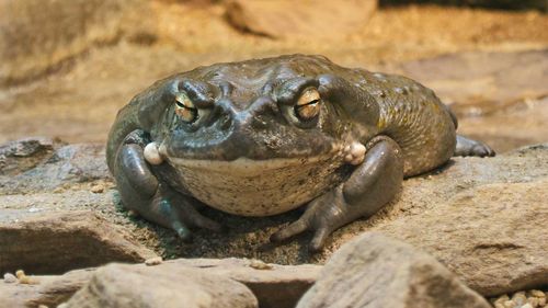 The Colorado River Toad contains a venom that can have psychedelic qualities, but is actually very toxic.
