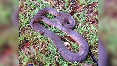 15 reptiles were taken from the reserve. 