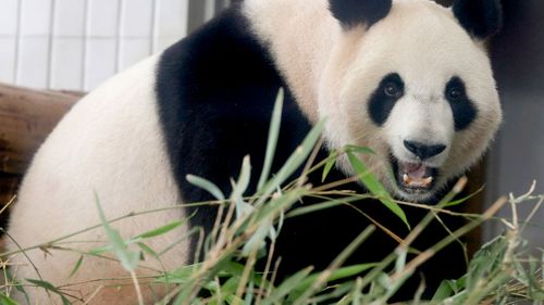 Bashful Tokyo pandas mate for '52 seconds' after four-year hiatus
