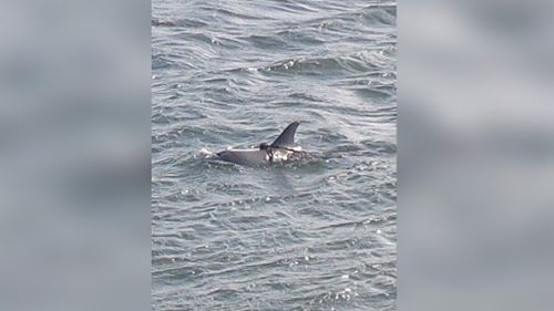 Search underway for dolphin calf tangled in fishing line near Mandurah