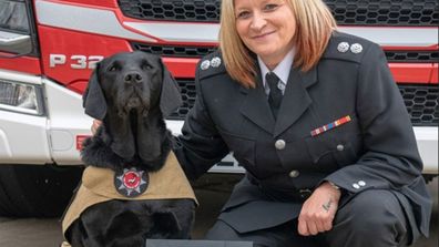 Chiens avec des emplois