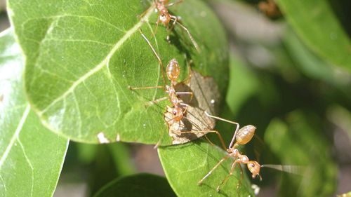 Yellow crazy ants. (AAP)