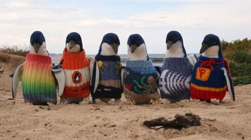 'Thanks, but please no more jumpers' says Penguin Foundation