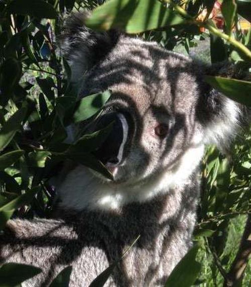 The cuddly critter was seen crossing the road in Kosciuszko National Park. (Office of Environment and Heritage New South Wales)