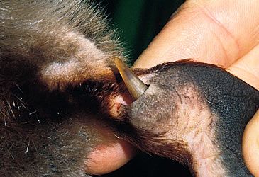Which gland produces the venom delivered by the platypus' ankle spur?