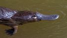 The duck-billed platypus