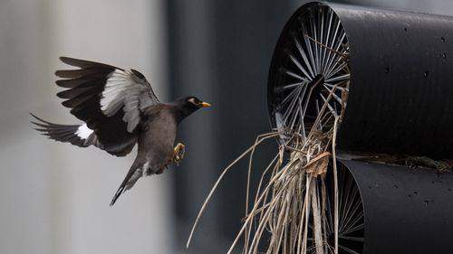 Un Indien Myna retourne à son nid qui a élu domicile sur un feu d'intersection au coin de Mount St et de Walker Street à North Sydney, et a intelligemment utilisé le "Anti-imbrication" le conseil a érigé, pour faciliter son nid.  Photo : Sam Mooy/The Sydney Morning Herald