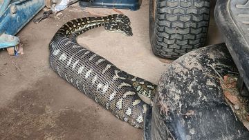 Python spotted with full belly after devouring massive prey 