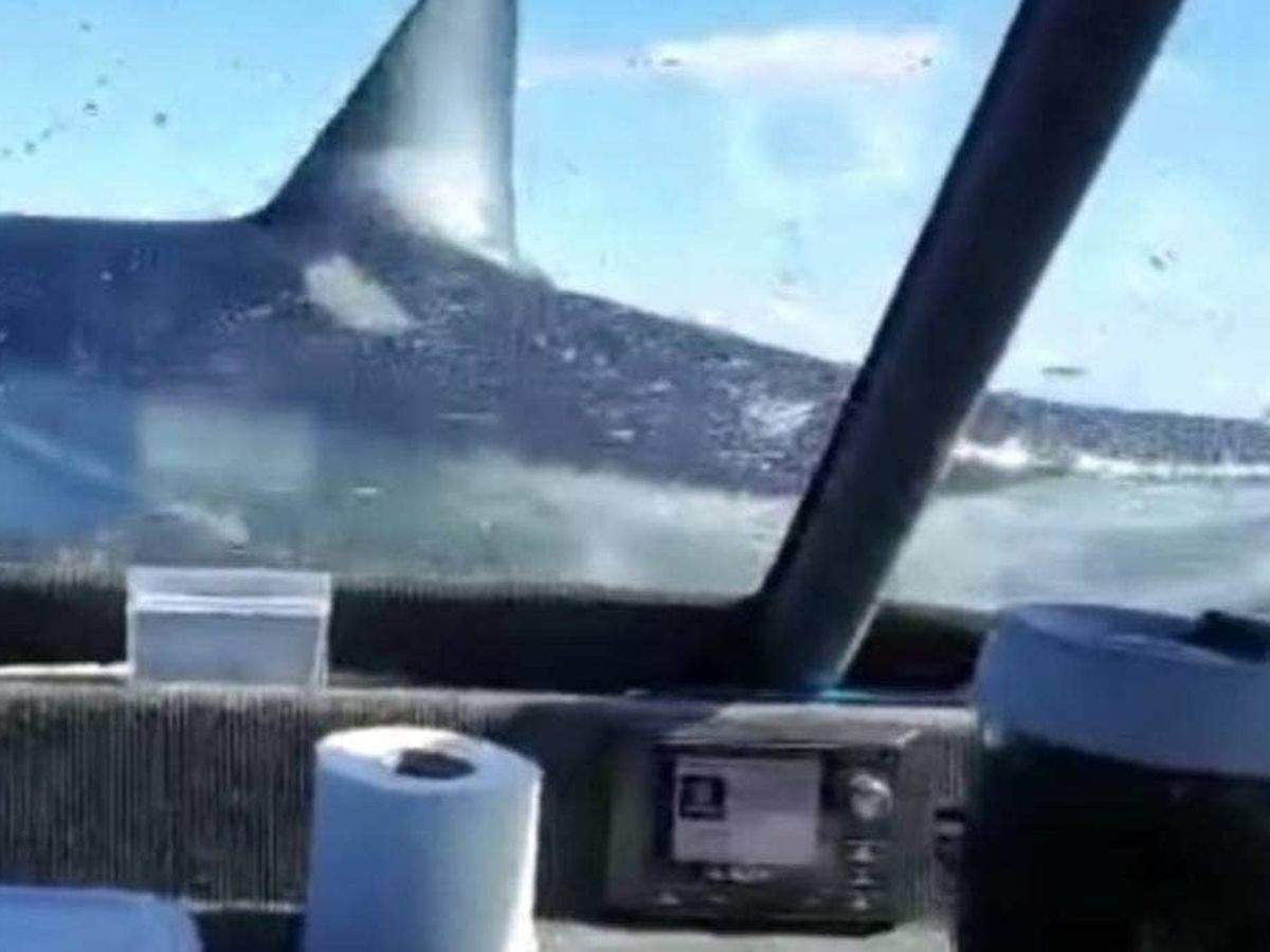 Sharks: 'Crazy moment': Huge shark leaps on board fishing boat