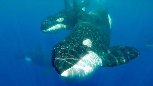 The curious creatures swam around the boat for at least two hours. (Rachel Stewart)