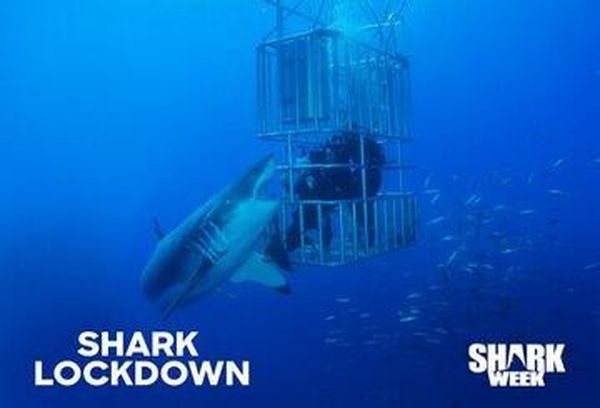 Shark Lockdown