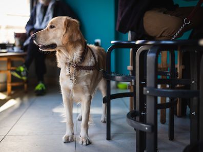 Golden Retriever dog in bar. Close up of Retriever dog. Golden Retriever pet dog animal. Retriever dog portrait. Beautiful dog. City dog life.