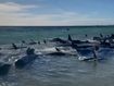 Boaties warned after orca rams small boat of Spanish coast