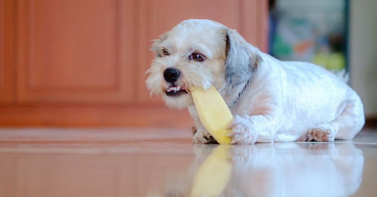 Can dogs eat mango? A vet’s advice and guidance