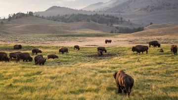 Yellowstone National Park is famed for its expansive beauty and wildlife.