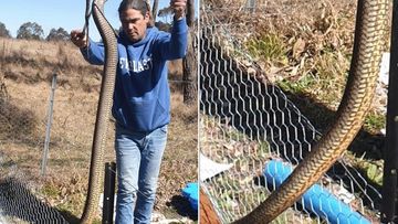 Monster eastern brown snake found in New South Wales