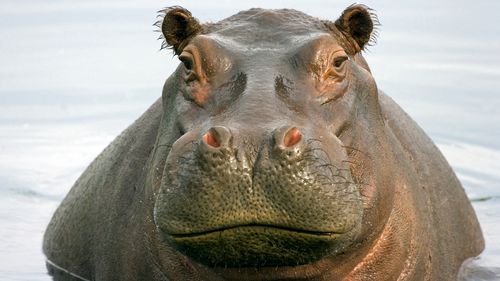 Two hippos at a Belgian Zoo have caught COVID-19.