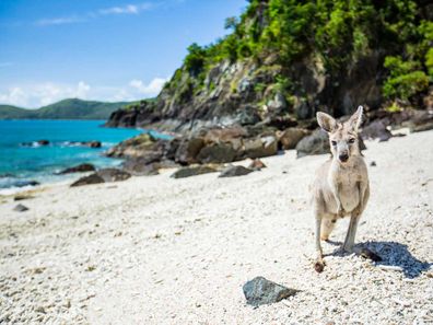 The island is home to a cute sub-species of 'roo, called the wallaroo.