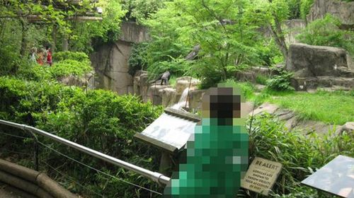 Photos show barrier at Cincinnati Zoo's gorilla enclosure