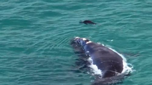 The whale and seal looked happy to be in each others company. Image: Supplied