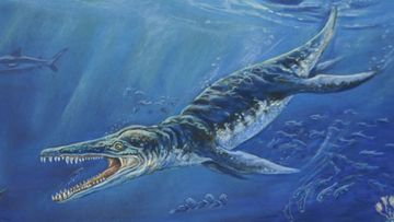 An artist's impression of the Kronosaurus.