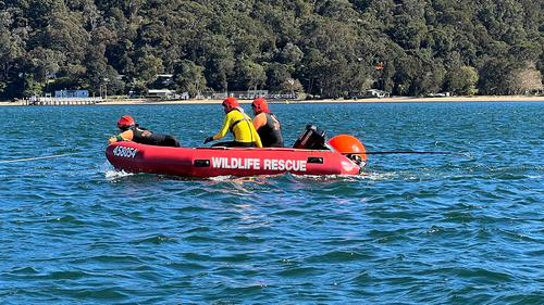 David Johnson (in yellow) prepares to cut the fake whale free. In real life orange buoys are placed to slow the animal down and make it easier to spot. 