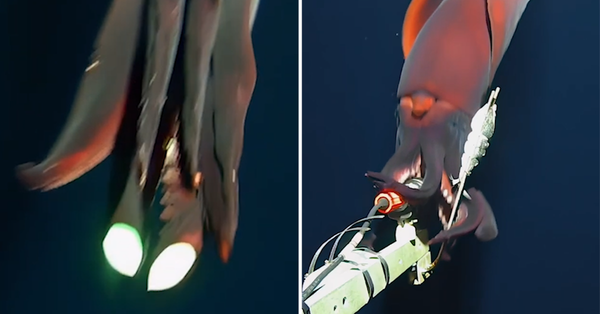 Footage of a rare deep-sea squid 'attack' captured on video