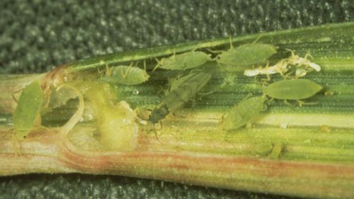 A colony of Russian wheat aphids in a wheat leaf.