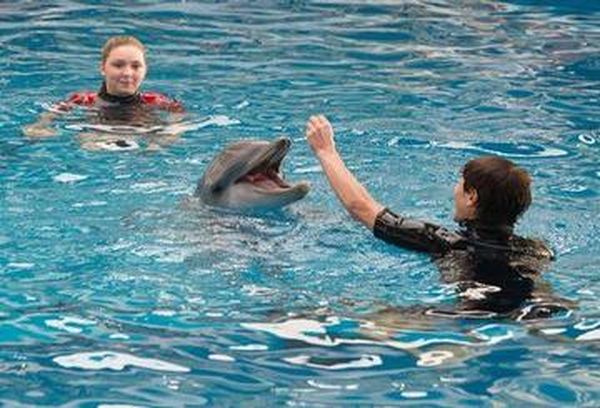 Dolphin Tale 2