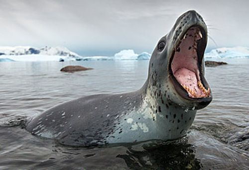 Leopard seal (Getty)